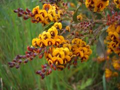 Dionaea Muscipula Giant Forms Mix (Venus Flytrap)
