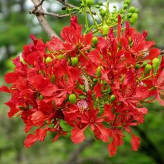 Delonix Regia Seeds (Royal Poinciana Seeds, Flame Tree Seeds)
