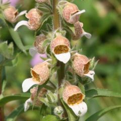 Digitalis Lanata Seeds (Foxglove Seeds)