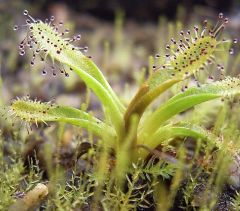 Drosera Arcturi (Arcturi Sundew )