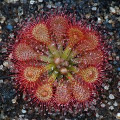 Drosera Capillaris Seeds