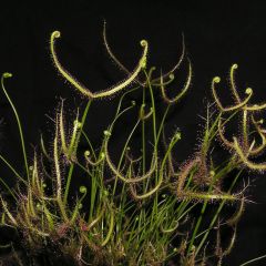 Drosera Binata Seeds (The Forked-Leaved Sundew)