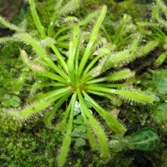 Drosera Capensis Seeds (Cape Sundew) 