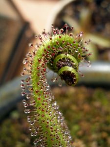 Drosera Regia (King Sundew)
