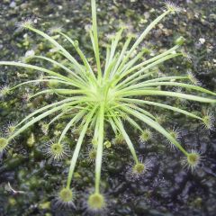Drosera Broomensis Seeds