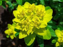 Euphorbia Epithymoides Seeds (Euphorbia Polychroma, Cushion Spurge Seeds)