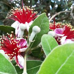 Graines Goyavier du Brésil (Feijoa sellowiana)