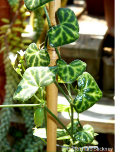Acer Palmatum Atropurpureum (Redleaf Maple)