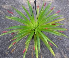 Tillandsia Complanata