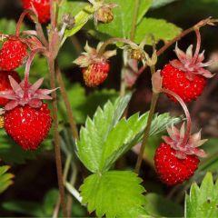 Fragaria Vesca Seeds (Woodland Strawberry Seeds)