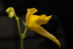 Genlisea Aurea Seeds (Corkscrew Plant Seeds)