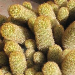 Mammillaria Elongata Seeds (Gold lace cactus, Ladyfinger cactus)