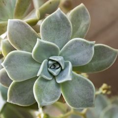 Graptopetalum