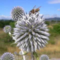 Graines Echinops Sphaerocephalus (Oursin à têtes rondes)