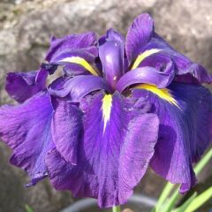 Iris Ensata (Japanese Iris)