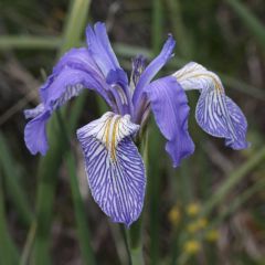 Iris Missouriensis Seeds (Western Blue Flag Seeds)