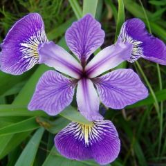 Iris Versicolor (Blue Flag Iris)