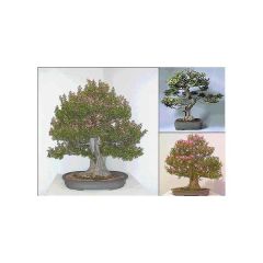 Lagerstroemia Indica (Crape Myrtle)