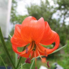 Lilium Pumilum (Lily Pumilum)