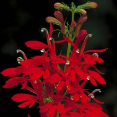 Graines Lobelia Cardinalis (Graines Lobélie Cardinale)