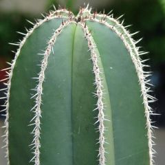 lophocereus marginatus