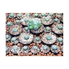Lophophora