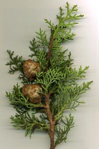Cupressus Sempervirens Seeds (Mediterranean Cypress Seeds)
