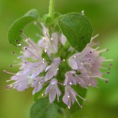 Pennyroyal Seeds (Mentha pulegium)