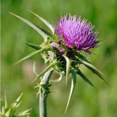Chardon-Marie (Silybum marianum)