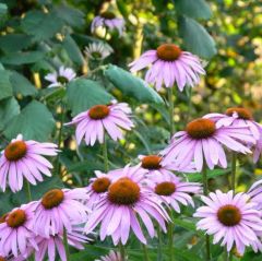 Narrow Leaf Coneflower Seeds