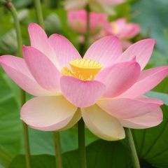 Graines Lotus Sacré