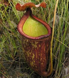 Pitcher Plant - Nepenthes Rowanae