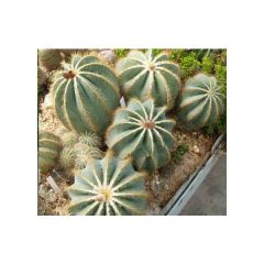 Notocactus Seeds Mix