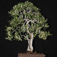 Olive Tree