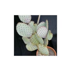 Opuntia