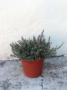 Origanum Majorana Seeds (Sweet Marjoram Seeds, Knotted Marjoram, Pot Marjoram)