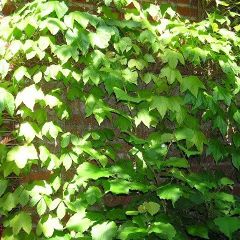 Parthenocissus Tricuspidata (Boston Ivy)