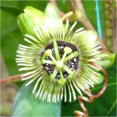 Passiflora Coriacea (Bat Wing Passion Flower)