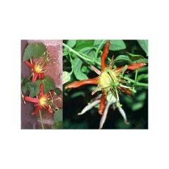 Passiflora Cinnabarina (Red Passion Flowers)