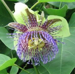 Passiflora Maliformis Seeds (Sweet Calabash Seeds)