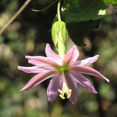 Passiflora Mollissima Seeds (Banana Passionfruit)