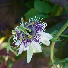 Passiflora Morifolia (Passion Fruit, Passion Flower)