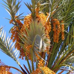 Phoenix Dactylifera (Date Palm)