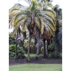 Phoenix Rupicola Seeds (Cliff Date Palm Seeds)
