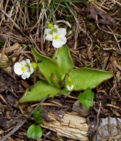 Pinguicula Alpina (Alpina Butterwort)