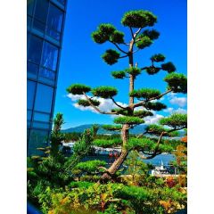 Pinus Thunbergii Seeds (Pinus Thunbergiana, Japanese Black Pine Seeds)