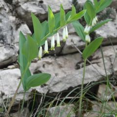 Polygonatum Odoratum (Angular Solomon's-seal)