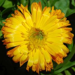 Pot Marigold Seeds (Calendula Officinalis)
