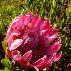 Protea Compacta Seeds (Bot River Sugarbush)