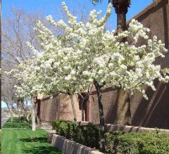 Prunus Americana (American Plum, Wild Plum)